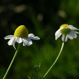 Matricaria Chamomilla