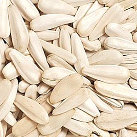 White Sunflower Seed