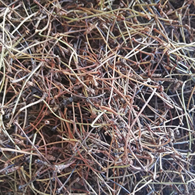Cherry Stalks